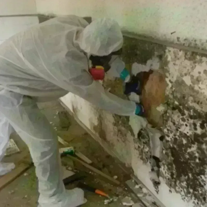 Mold Remediation and Removal in Clay County, NC